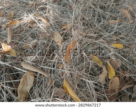 Texture of dried grass and fallen brown leaves on the ground during dry season.