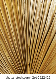 Texture from dried palm tree leaf that been used as traditional hand fan