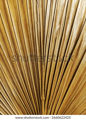 Texture from dried palm tree leaf that been used as traditional hand fan