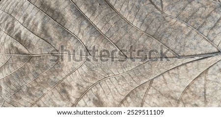texture of dry breadfruit leaves close up