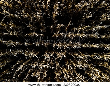 The texture of a dry cornfield from a height. Aerial photography of an uncollected crop from a corn field.