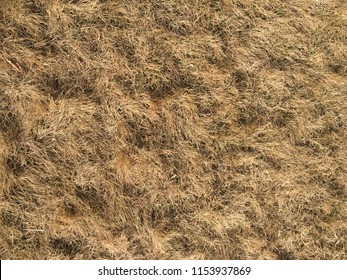 Texture Of Dry Grass From Top View