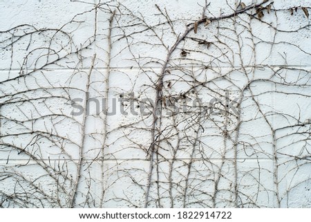 Similar – Image, Stock Photo Ivy Wall Environment