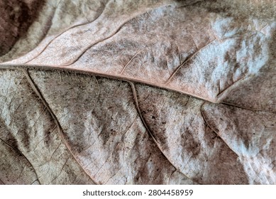 ​Close-up texture of a dry, withered autumn leaf with visible veins and spots
