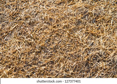 Texture Of The Dry Yellow Grass