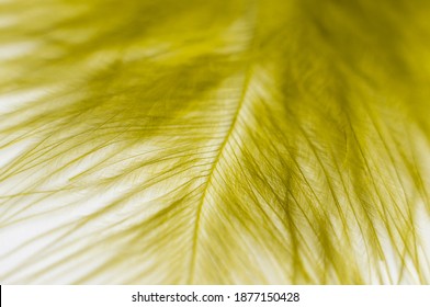 The Texture Of A Dyed Turkey Feather For Making A Fly Fly.