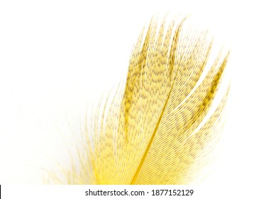 The Texture Of A Dyed Turkey Feather For Making A Fly Fly.