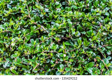 Texture Of  Ebony Bonsai Tree