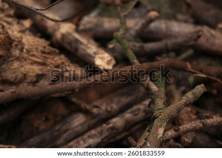 texture example, dead stick pile