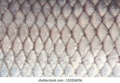 Texture Of Fish Scales Close-up