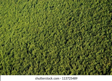 Texture Of Forest