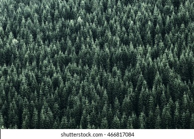 Texture Of A Forest