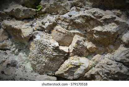 Texture Fossilized Marine Gastropods Fossil Nerinea Stock Photo ...