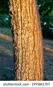 Texture fragment of a sunset tree 