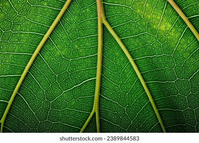 texture fresh leaf closeup, macro shot of eco greenery