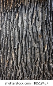 texture of a giant cottonwood tree trunk with vertical bark patterns