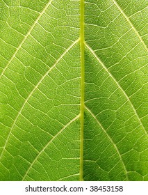 Texture Of Grape Leaf (macro)