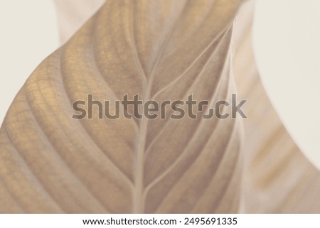 Texture gray, beige brown leaf copy space nature background. Selective soft focus.