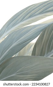 Texture gray, beige leaf copy space nature background. Selective soft focus.