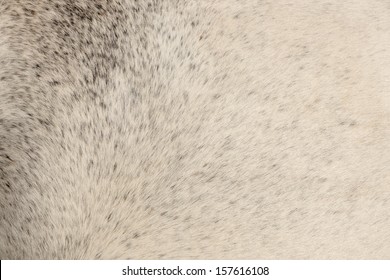 Texture Of Gray Fur From A Short Hair Horse