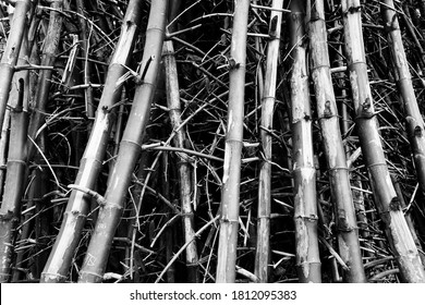1,575 Hedge bamboo Images, Stock Photos & Vectors | Shutterstock