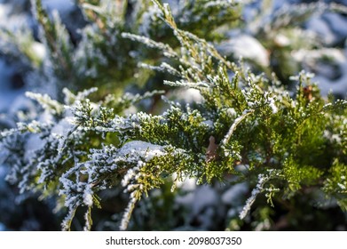 Texture Of Green Branches Of Evergreen Coniferous Plant Of  Cypress Family Thuja