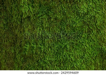 texture with green forest moss. soft fleecy green background