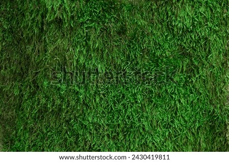 texture with green forest moss. soft fleecy green background