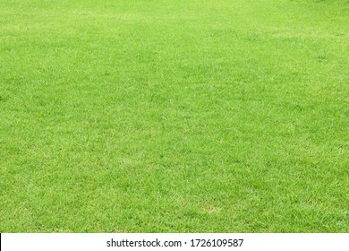 Texture of green grass in field