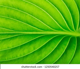 Texture of a green leaf as background - Shutterstock ID 1250540257