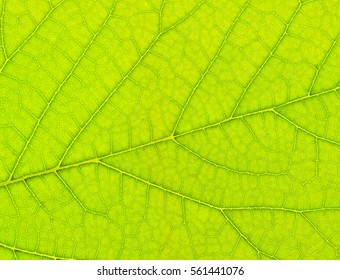 Texture Of Green Leaf Closeup.
