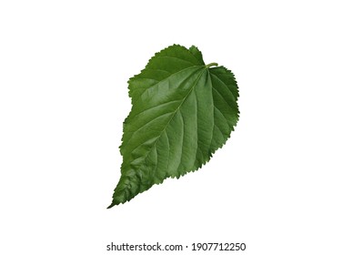 葉 桑の葉 の画像 写真素材 ベクター画像 Shutterstock