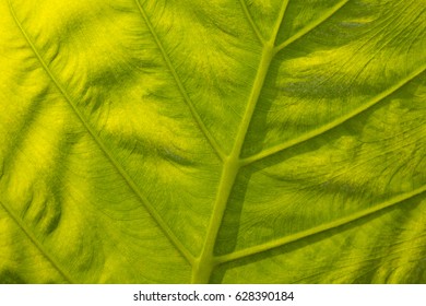 texture of green leaf with sun lighting