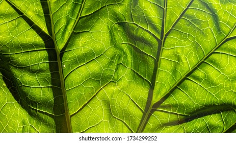 texture of green leaves visible under the light - Shutterstock ID 1734299252