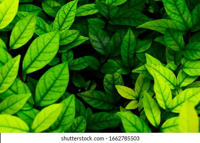 Black Green Leaves Background Hd Stock Images Shutterstock