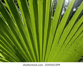 Texture of green palm leaf. Green palm leaf for background. Geometric design. Greenish yellow color. Radiating veins. Horizontally composed abstract shot of a beautifully back-lit palm leaf. Close-up. - Powered by Shutterstock