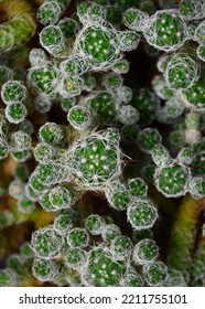 Texture Of Green Round Cacti With Spines