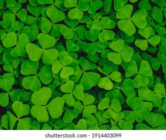 texture of green shamrock close up , clover backdrop macro , fresh grass trefoil background - Shutterstock ID 1914403099