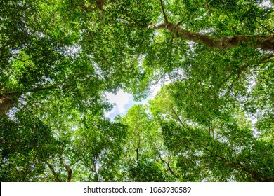 texture green trees blue sky