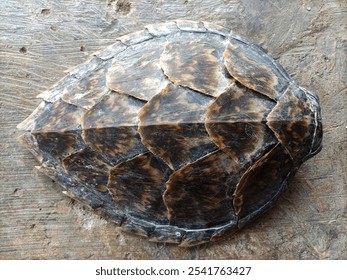 texture or hawksbill turtle shell with floor background
