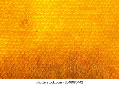 Texture Of Honey Combs, Top View