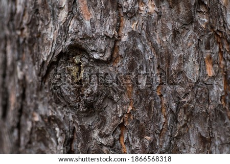 
Texture of koa tree close up in natural light.