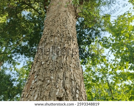 The texture of a large tree looks rough and its skin is thick. The branches, twigs, and leaves are very lush. This indicates the age of an old tree. 