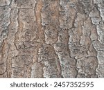 the texture of the layer of tree bark that is crusty or has a cracked or cracked texture, and looks dry. commonly used background textures