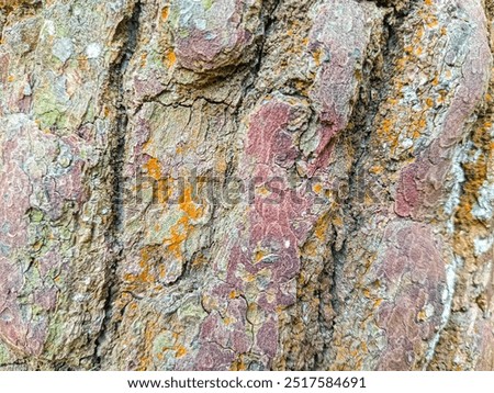Texture of layers of pine tree bark. The texture of the layer of tree bark that is crusty or has a cracked or cracked texture, and looks dry.