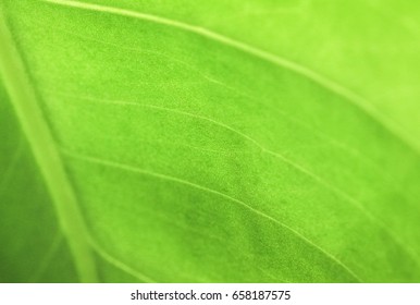 Texture of the leaf