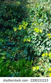 Texture Leaf Background Plant Green Gradiant