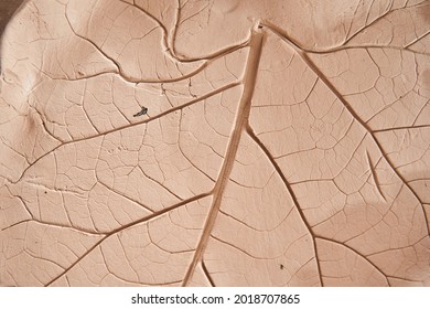 Texture of the leaf at the future plate after imprinting at it real plant