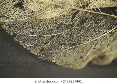 The texture of a leaf skeleton.
