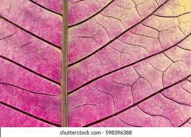 texture with leaf veins of withered poinsettia flower